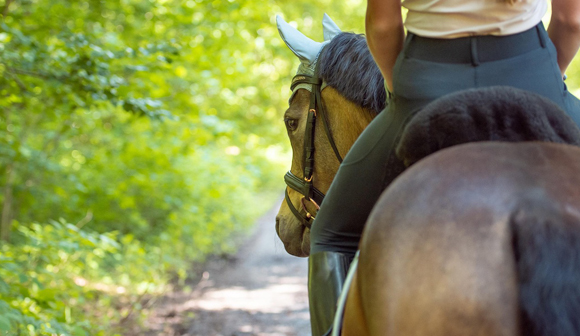 Horse Physiotherapy in Yorkshire with Molly Smith